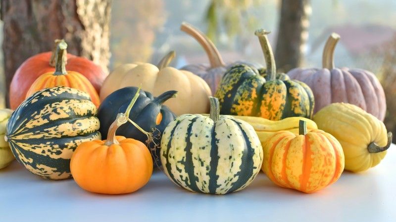Halloween Pumpkin Shopping Guide