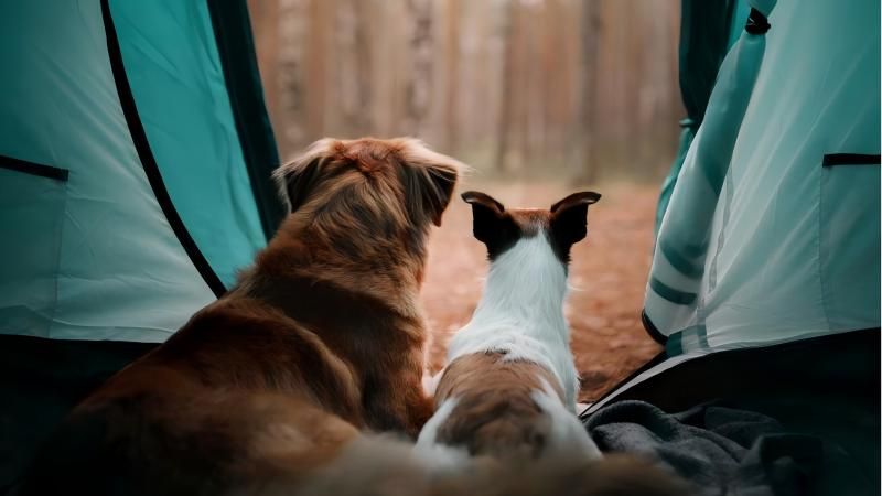 Beginner's Guide to Pet Camping